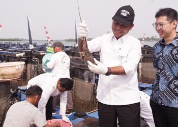 Lobster hasil budidaya BPBL Batam yang mulai memasuki pasar ekspor