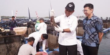 Lobster hasil budidaya BPBL Batam yang mulai memasuki pasar ekspor