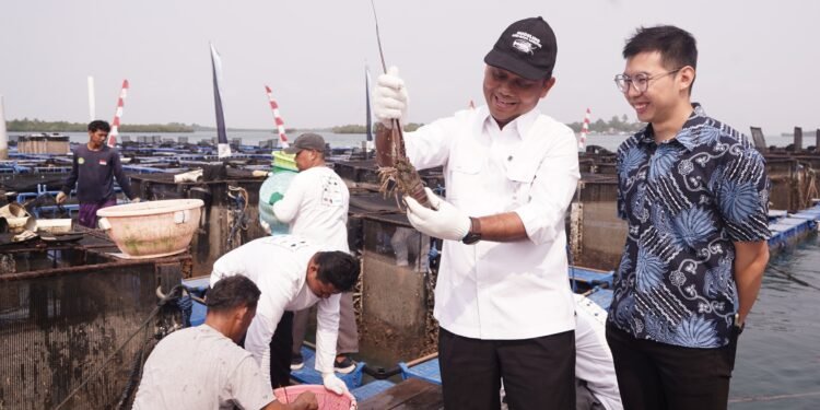 Lobster hasil budidaya BPBL Batam yang mulai memasuki pasar ekspor